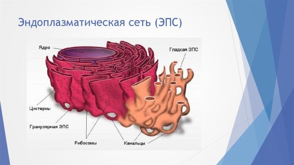 Гладкая эндоплазматическая сеть рисунок в клетке