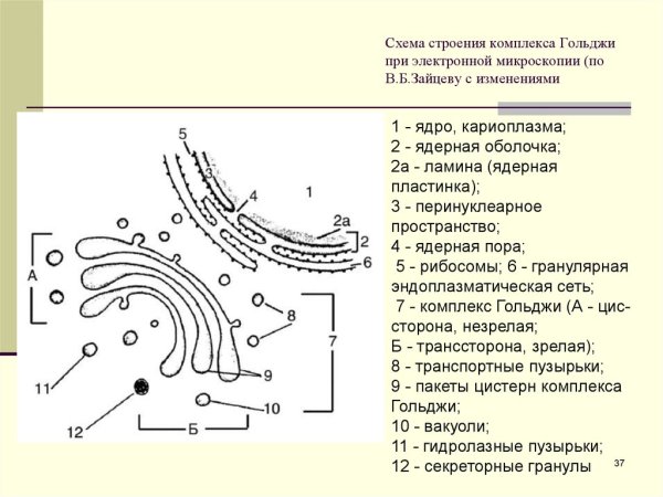 Функции аппарата Гольджи и эндоплазматической сети