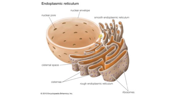 ЭПС рисунок биология