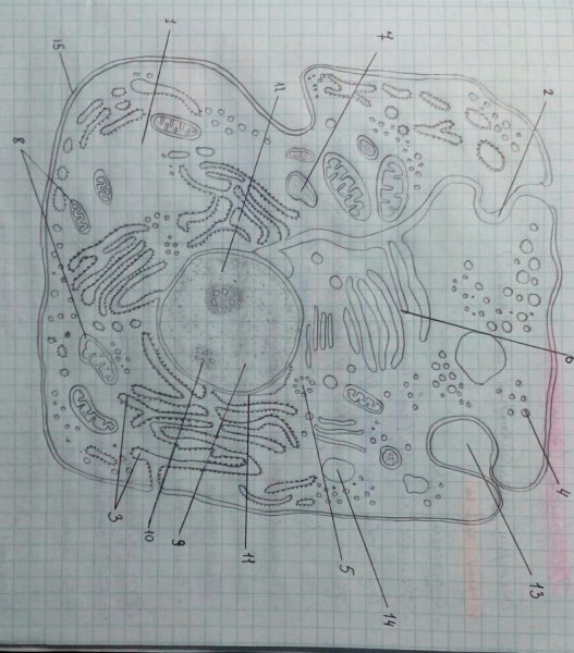 ЭПС схематично