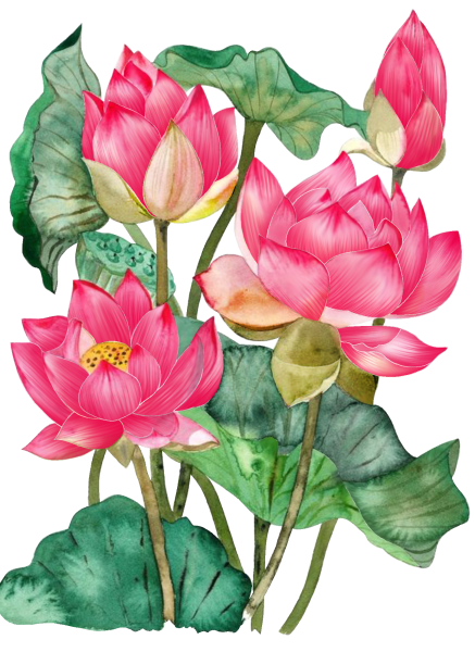 Лотос орехоносный Ботаническая иллюстрация