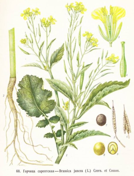 Горчица сарептская — Brassica juncea