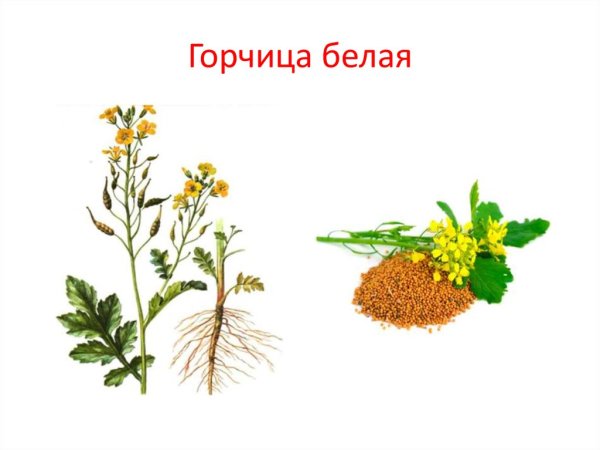 Горчица сарептская сидерат