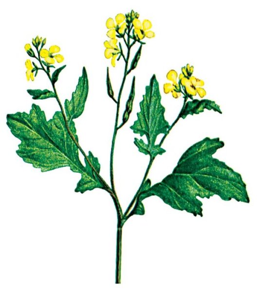 Горчичный соус в бутылке