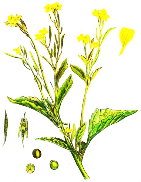 Горчица в бутылке