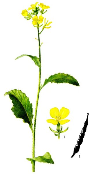 Горчица сарептская