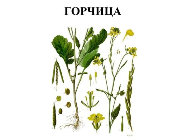 Сурепка акварель