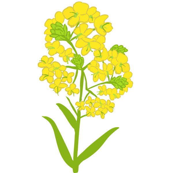 Горчица растение вектор