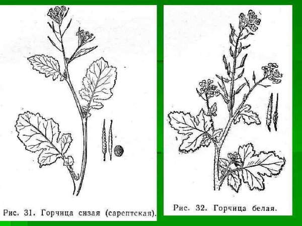 Горчица растение раскраска