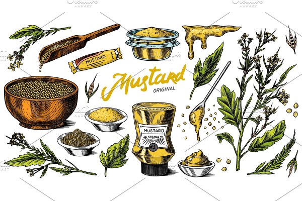 Brassica nigra Ботаническая иллюстрация