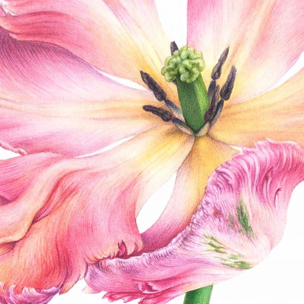 Цветы акварельными карандашами