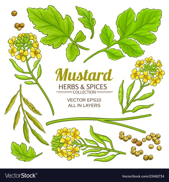 Пряные травы в вазочке рисунок карандашом