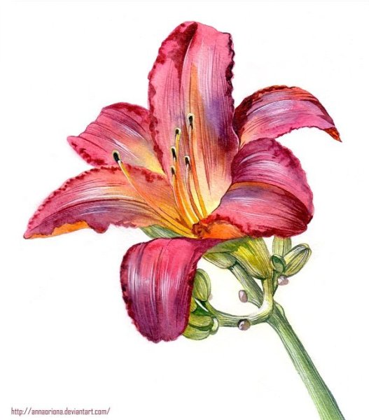 Лилия рисунок