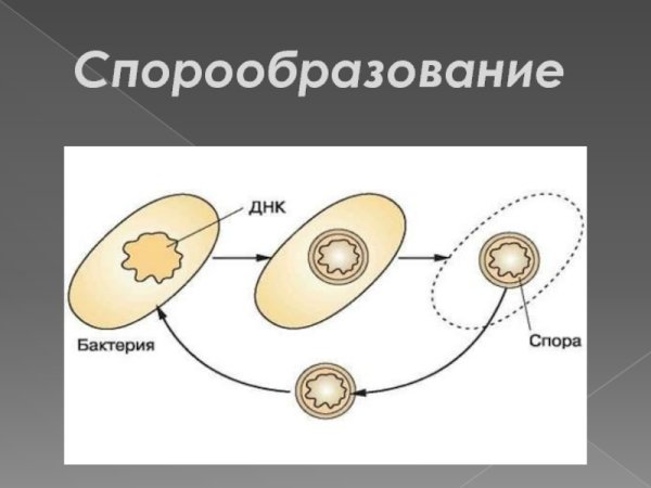 Бесполое размножение спорообразование грибов