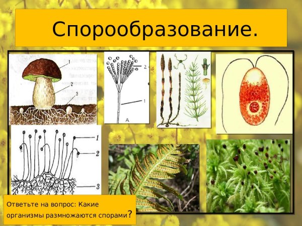 Размножение спорообразование 6 класс