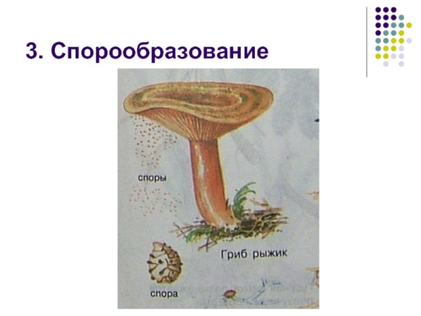 Схема спорообразования