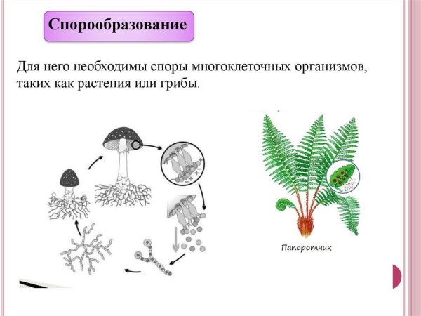 Спорообразование бактерий схема