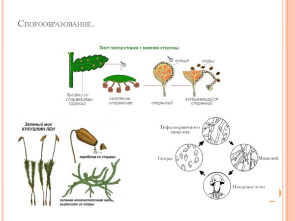 Спорообразование папоротника