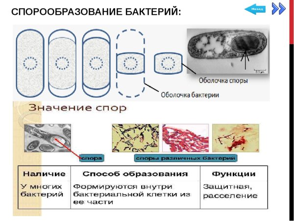 Процесс спорообразования у бактерий