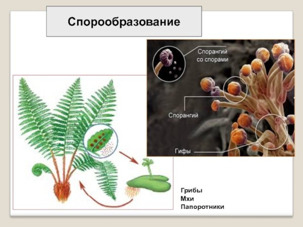 Процесс спорообразования у бактерий
