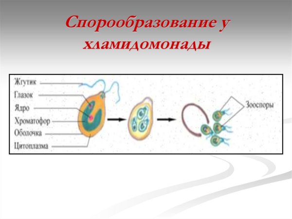 Спорообразование организмы