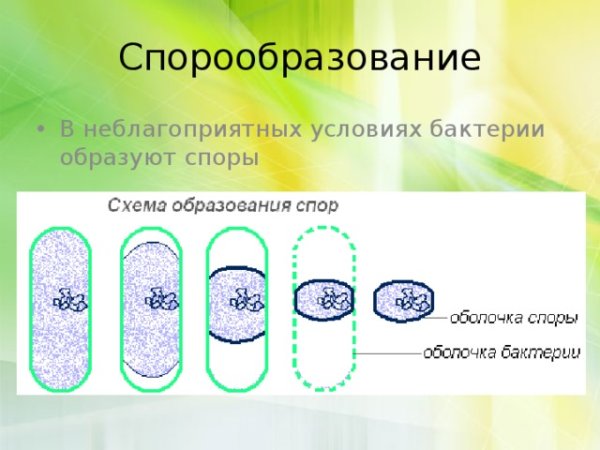 Образование спор - бесполое размножение грибов.