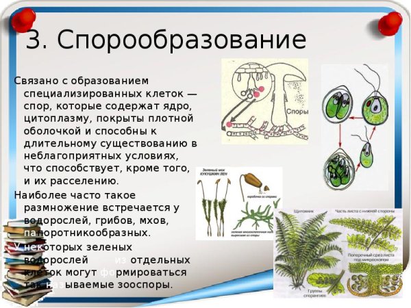 Размножение спорами схема