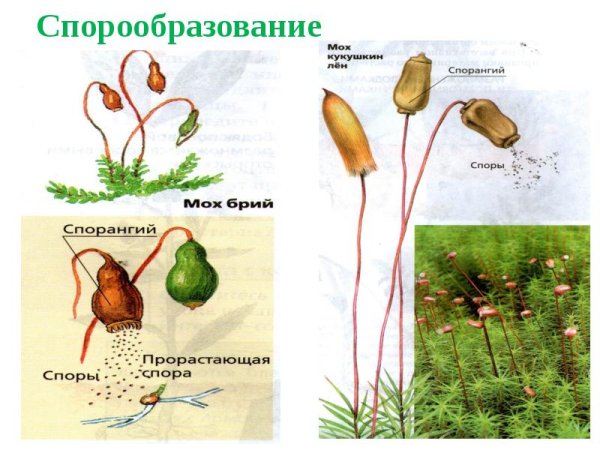 Схема спорообразования у бактерий