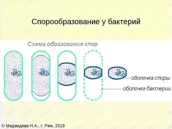 Спорообразование бесполое размножение