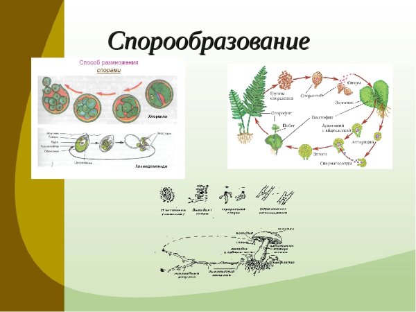 Спорообразование размножение животных