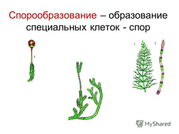 Вегетативное размножение грибов