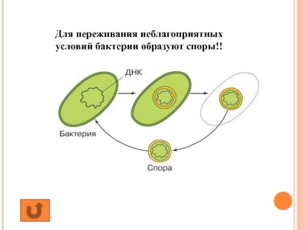 Способы бесполого размножения грибов