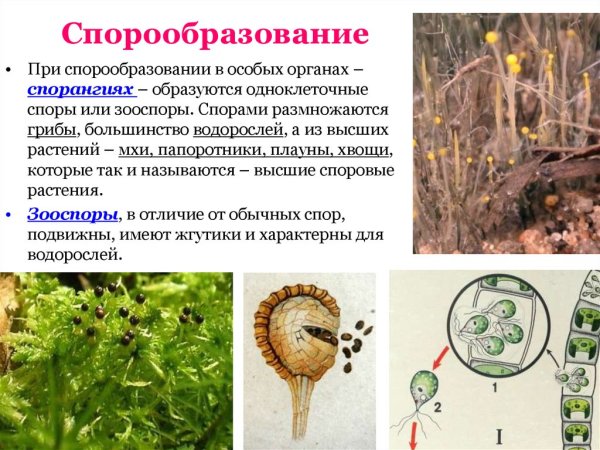 Образование спор у бактерий