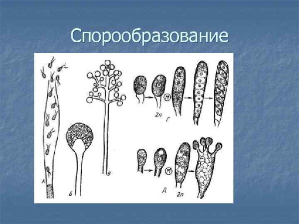 Спорообразование у растений