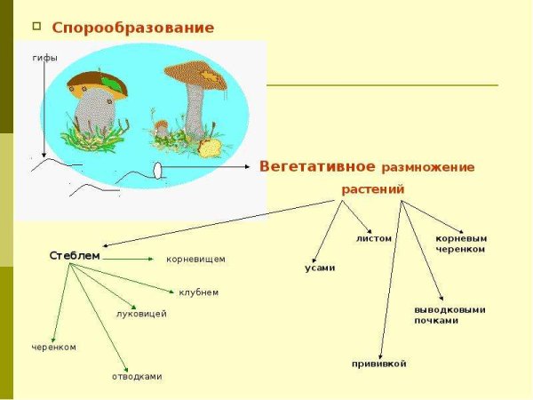 Споруляция у мхов Тип размножения