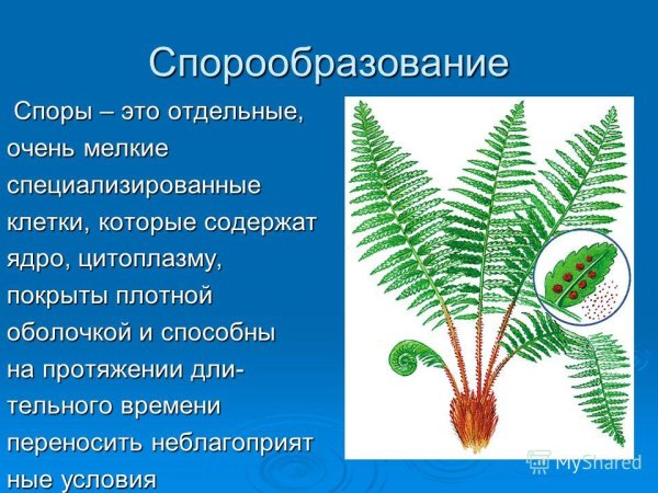 Спорообразование вид размножения