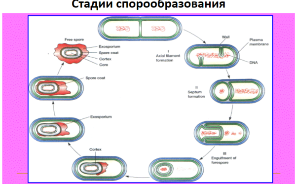 Типы спорообразования у бактерий
