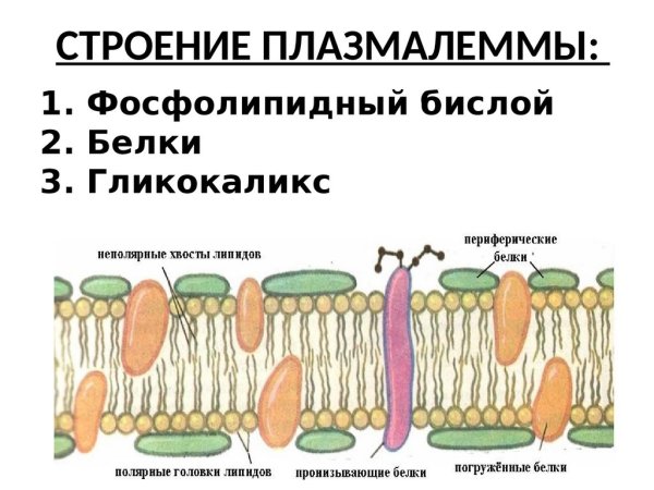 Строение плазмалеммы