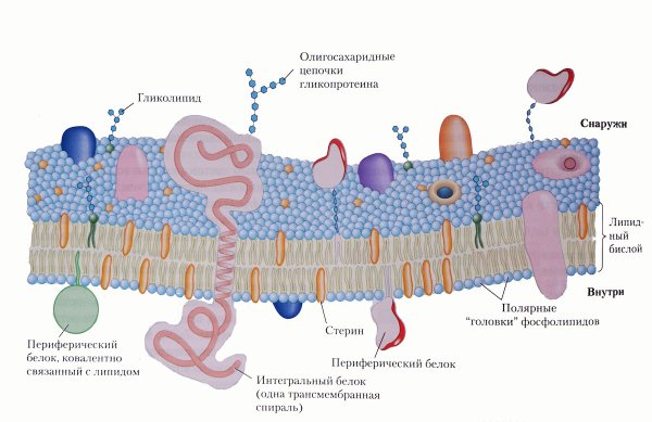 Мембрана строение плазмолемма
