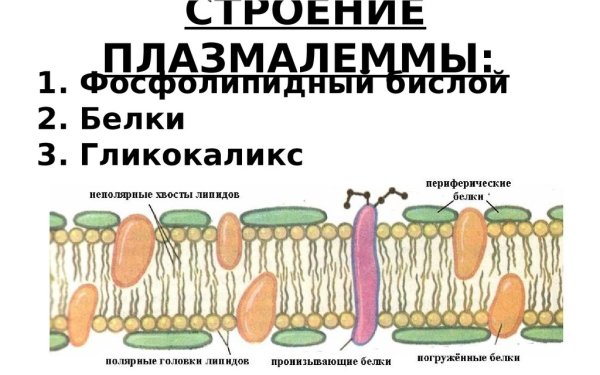 Плазмалемма строение и функции