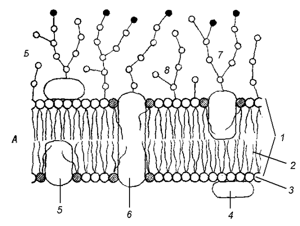 Плазмалемма строение