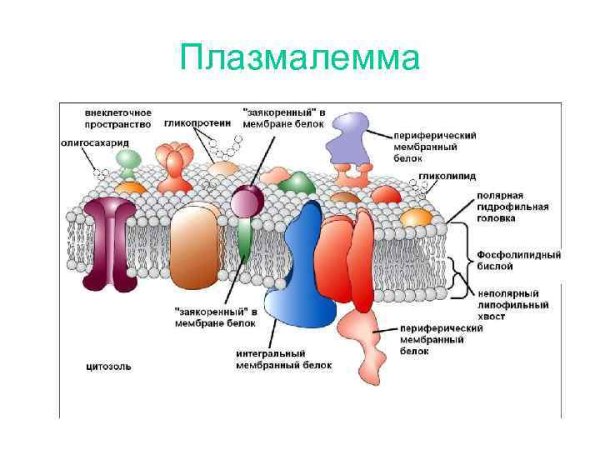 Строение плазмолеммы таблица