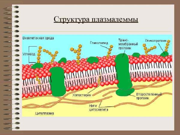 Схема строения плазматической мембраны 10 класс