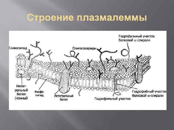 Клеочная мембрана иплазмолема