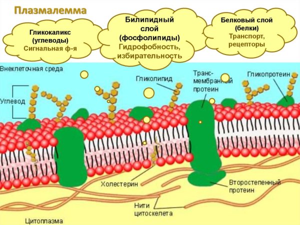 Жидкостно-мозаичная модель плазмолеммы
