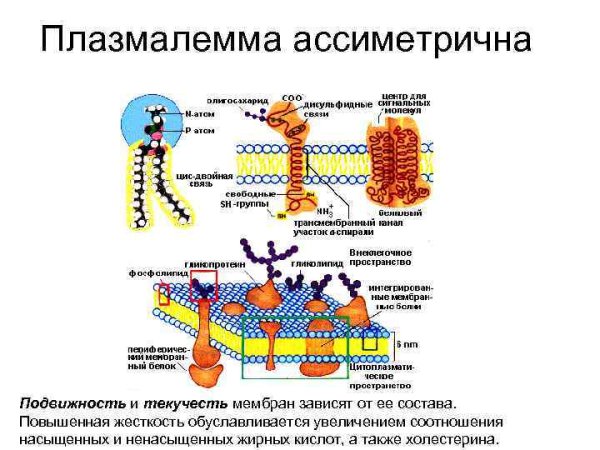 Молекулярное строение клеточной мембраны
