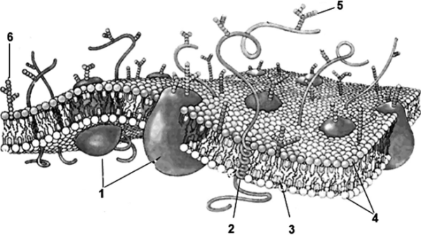 Плазмолемма строение и функции