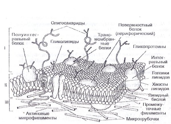 Рисунок плазматической мембраны клетки