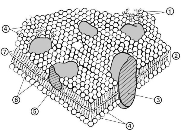 Схема строения плазматической мембраны