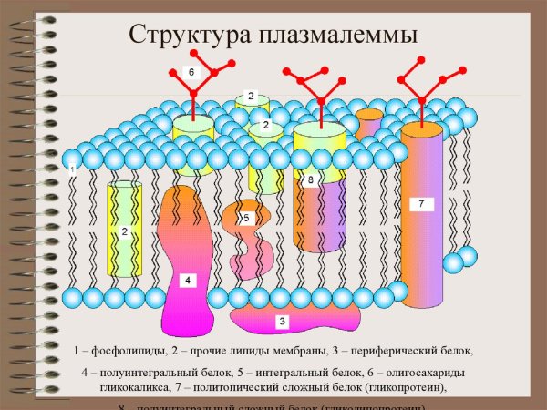 Структура клетки плазматическая мембрана